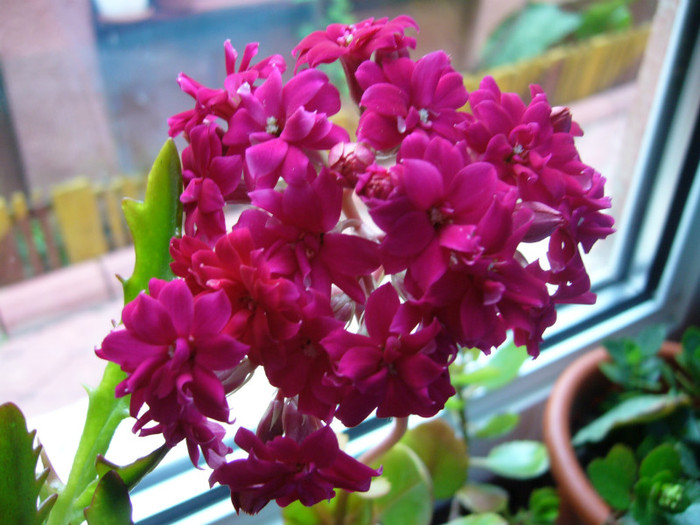 P1020199 - Kalanchoe-primavara -vara 2012