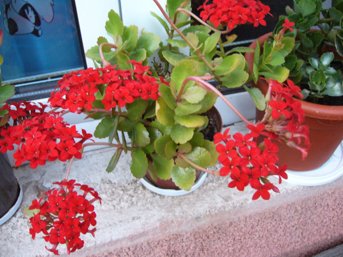 P1020206 - Kalanchoe-primavara -vara 2012