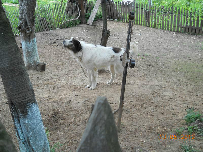 DSCN2656 - OILE LU OVIDIU