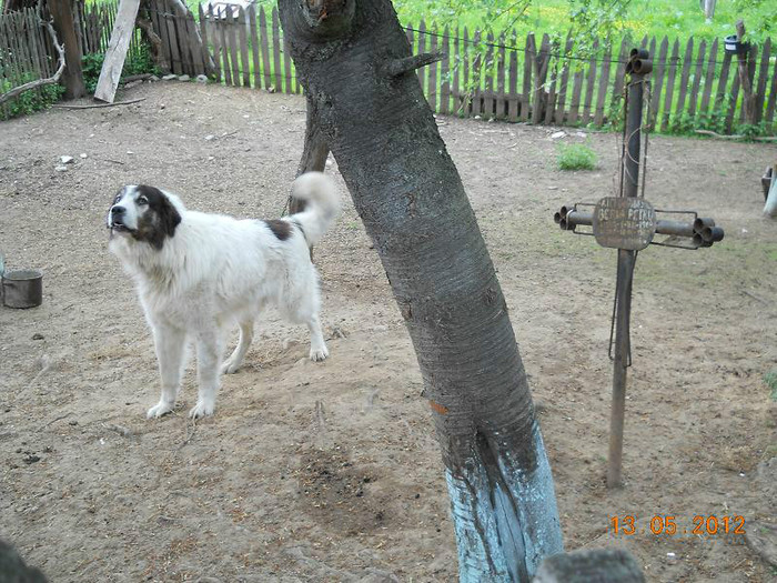 DSCN2657 - OILE LU OVIDIU