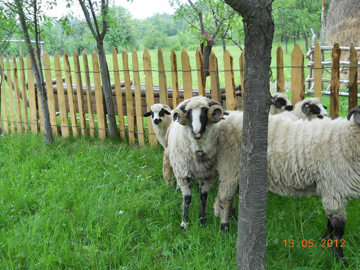 DSCN2661 - OILE LU OVIDIU