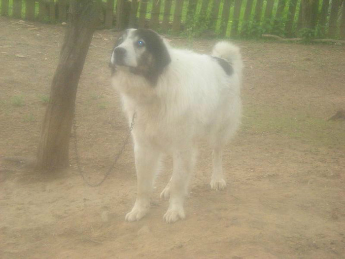 DSCN3456 - OILE LU OVIDIU