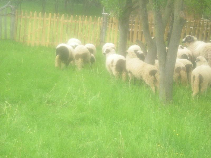 DSCN3458 - OILE LU OVIDIU