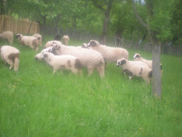 DSCN3460 - OILE LU OVIDIU