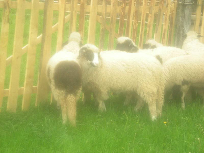 DSCN3465 - OILE LU OVIDIU