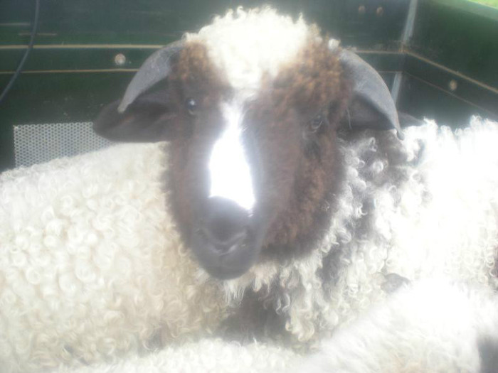 DSCN3504 - OILE LU OVIDIU