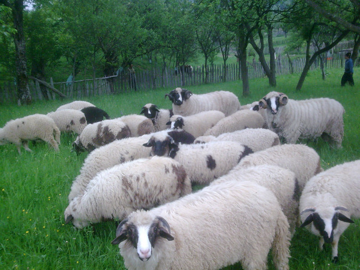 r@LuTzIc@150 - OILE LU OVIDIU