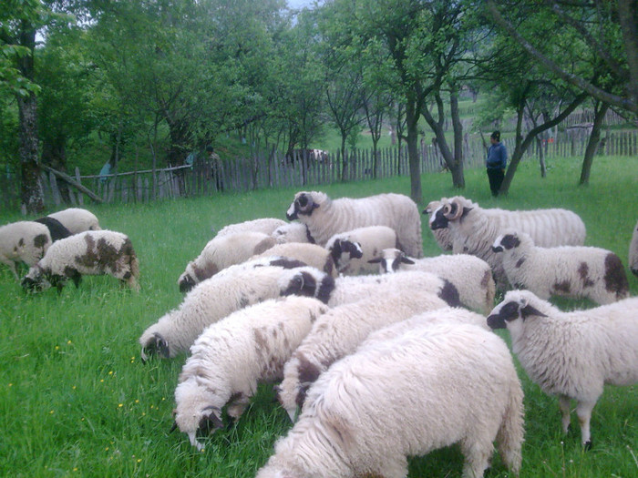 r@LuTzIc@151 - OILE LU OVIDIU