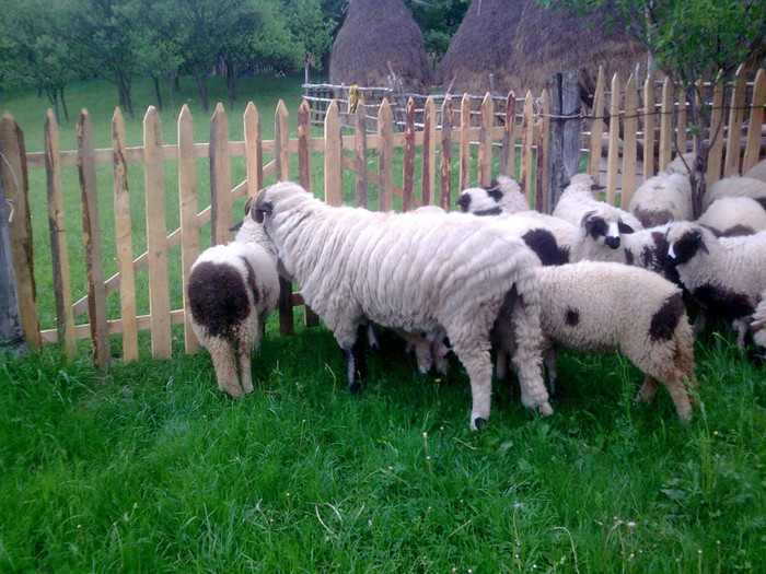 r@LuTzIc@155 - OILE LU OVIDIU