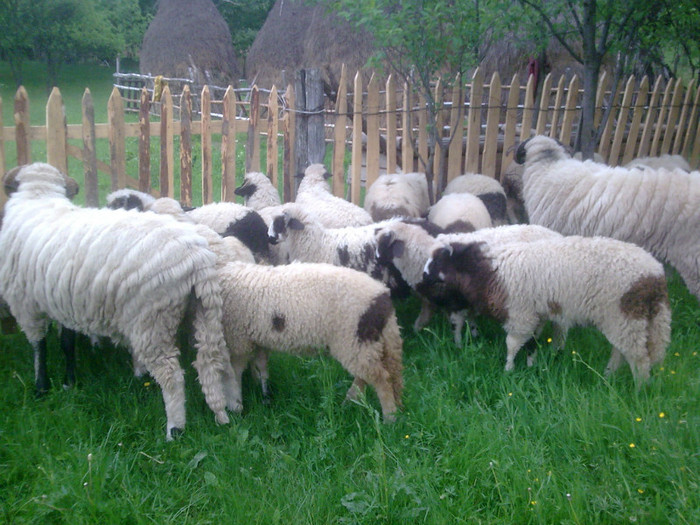 r@LuTzIc@156 - OILE LU OVIDIU