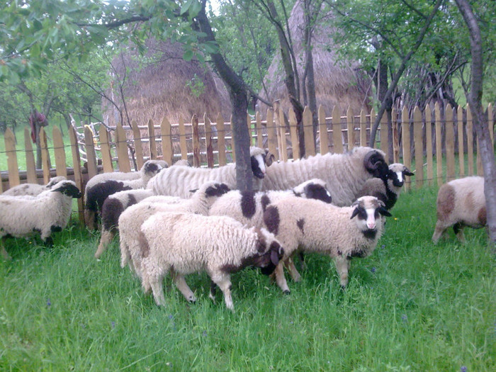 r@LuTzIc@158 - Copy - OILE LU OVIDIU