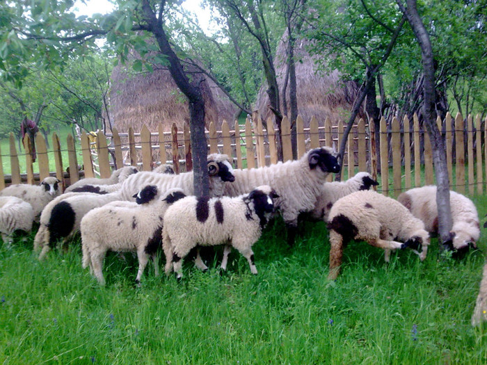 r@LuTzIc@159 - OILE LU OVIDIU