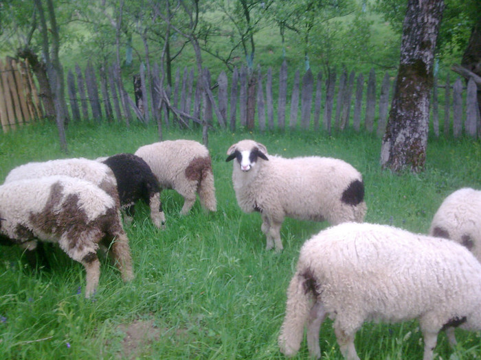 r@LuTzIc@160 - Copy - OILE LU OVIDIU