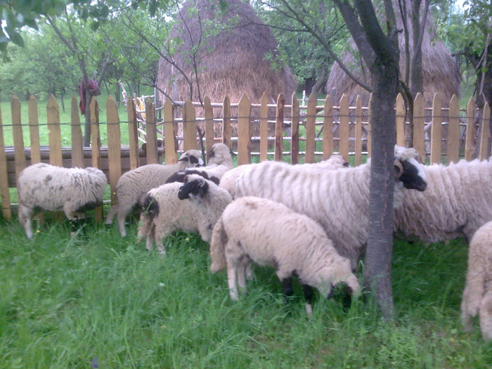 r@LuTzIc@161 - Copy - OILE LU OVIDIU