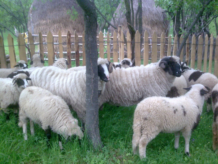 r@LuTzIc@162 - OILE LU OVIDIU