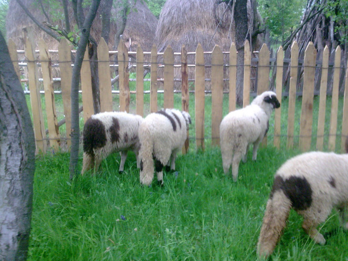 r@LuTzIc@163 - OILE LU OVIDIU