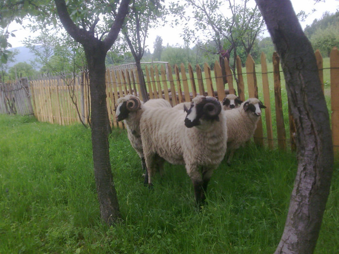 r@LuTzIc@165 - OILE LU OVIDIU