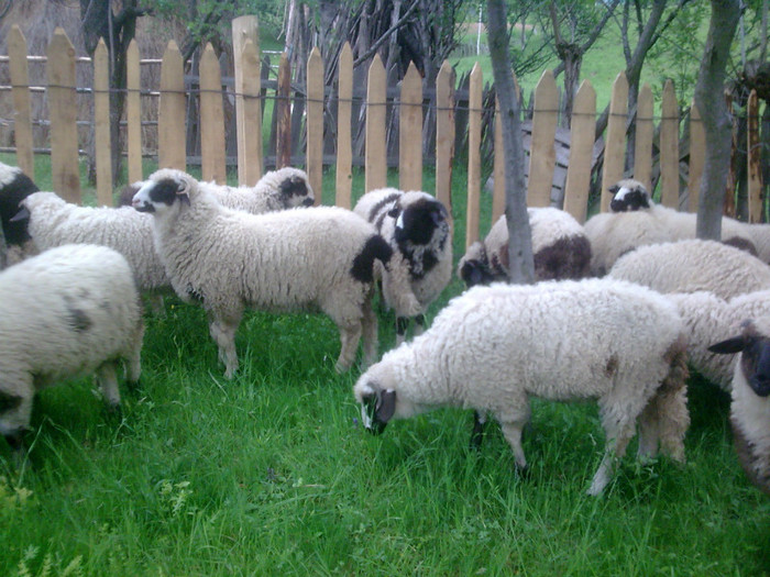 r@LuTzIc@168 - OILE LU OVIDIU