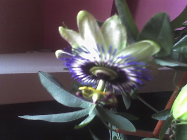 16-05-12_1854 - PASSIFLORA CAERULEA