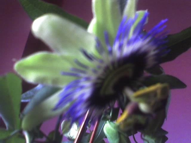 16-05-12_1855 - PASSIFLORA CAERULEA