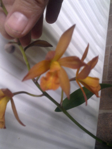 Imagine1534 - Copy - cattleya