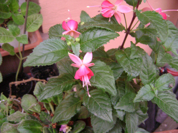 DSC08699 - Fuchsia