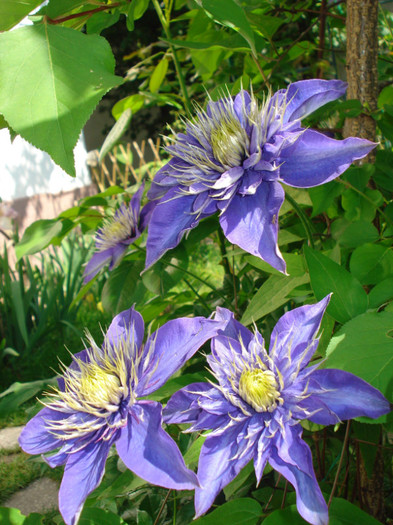 "Multi Blue" - Clematis 2012