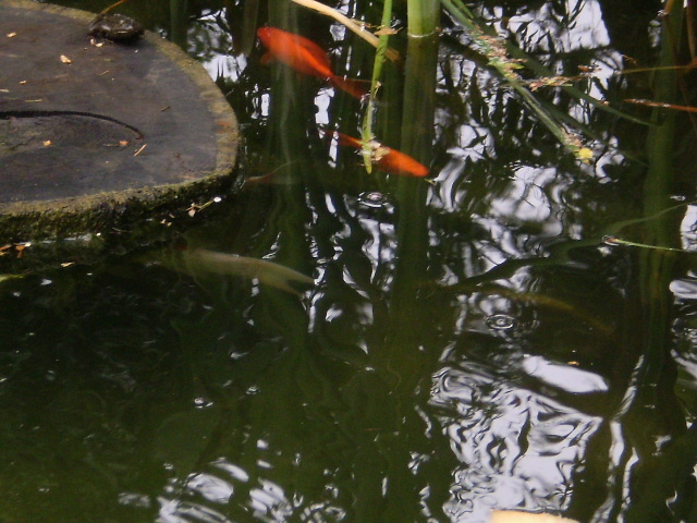 P5160346 - lacul si cascada