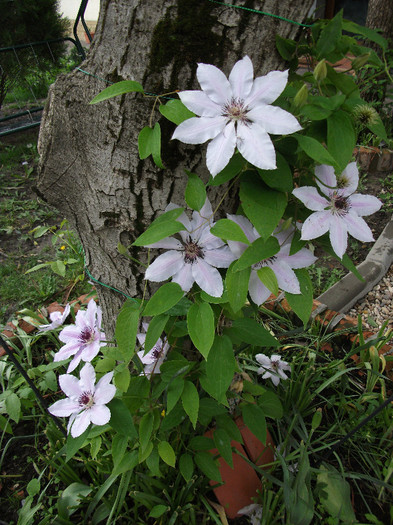 Clematis Girenas