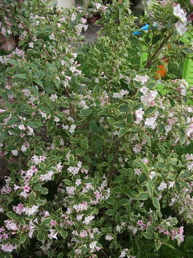 Weigela variegata