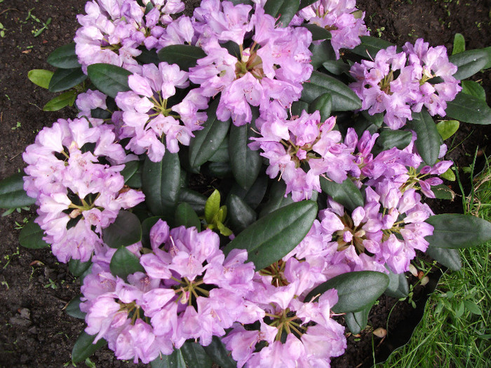 Rododendron