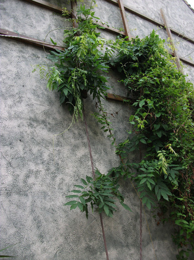 Wisteria si Lonicera