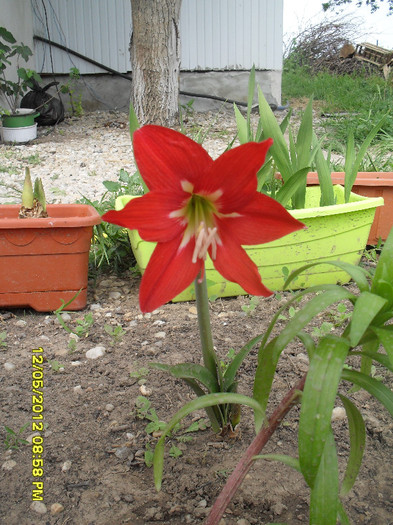 Amaryllis de gradina; Cadou de la varutza Diana
