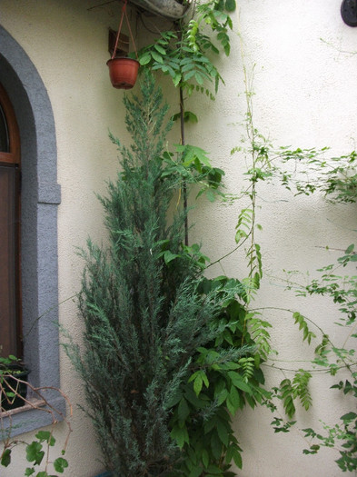 Wisteria floribunda longissima alba