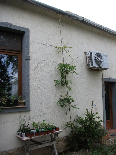 Wisteria sinensis prolific