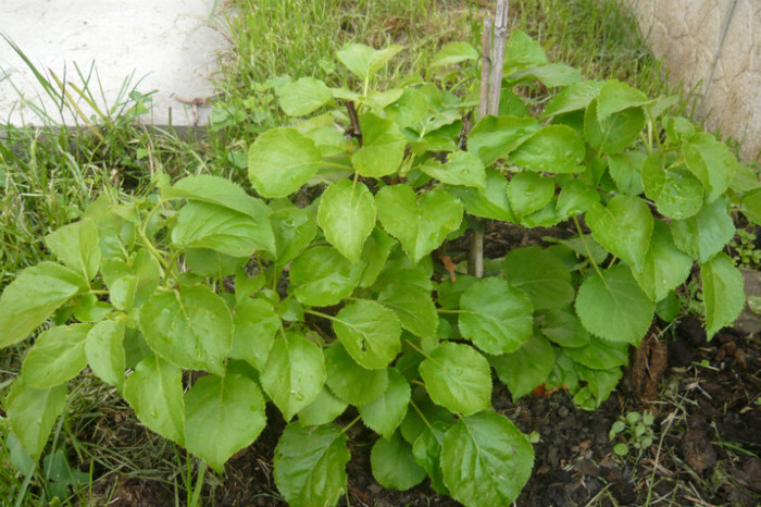 alta, arata f bine - hortensia