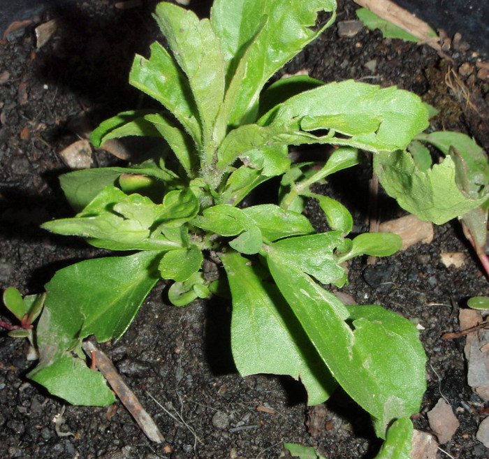 stevia dulce facuta varza - Grindina