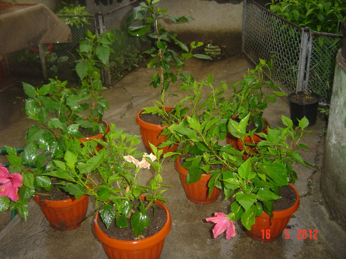 poze 581 - 09-2012-HIBISCUS