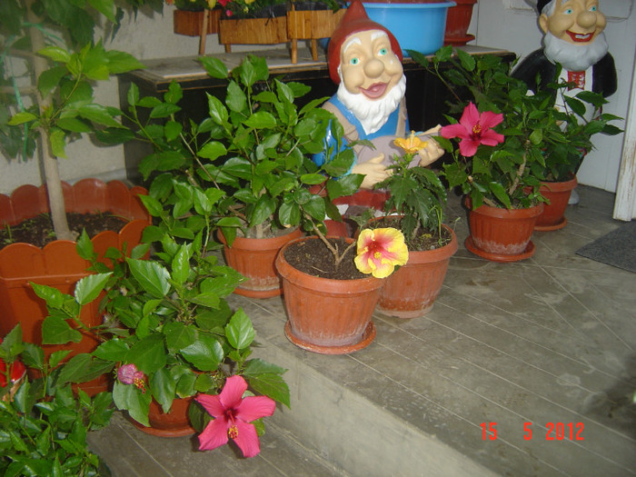 poze 567 - 09-2012-HIBISCUS