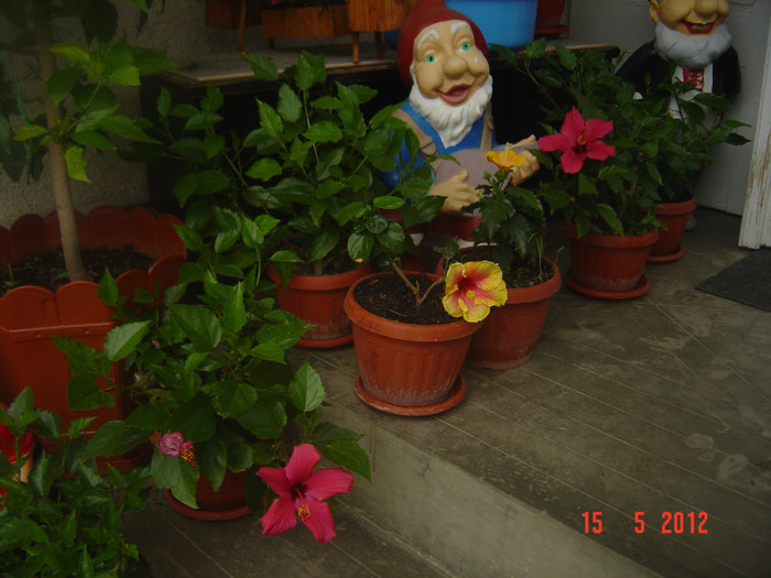 poze 568 - 09-2012-HIBISCUS