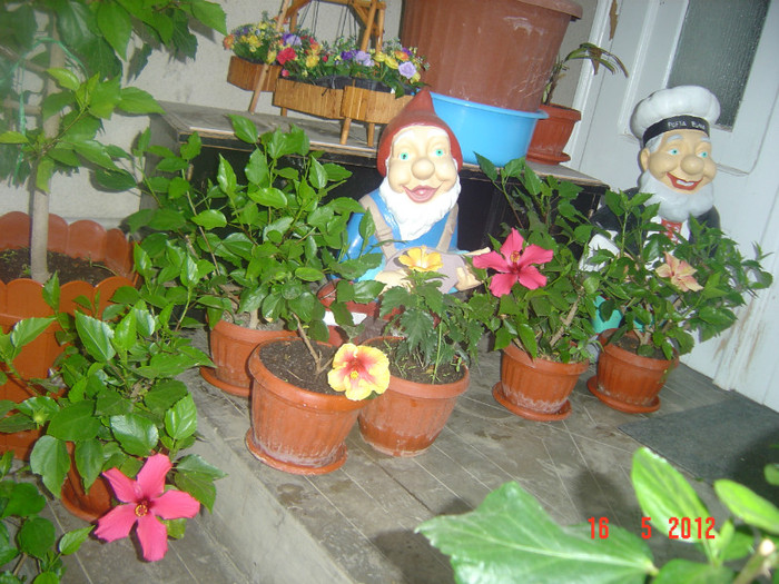 poze 571 - 09-2012-HIBISCUS