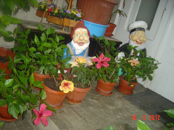 poze 572 - 09-2012-HIBISCUS