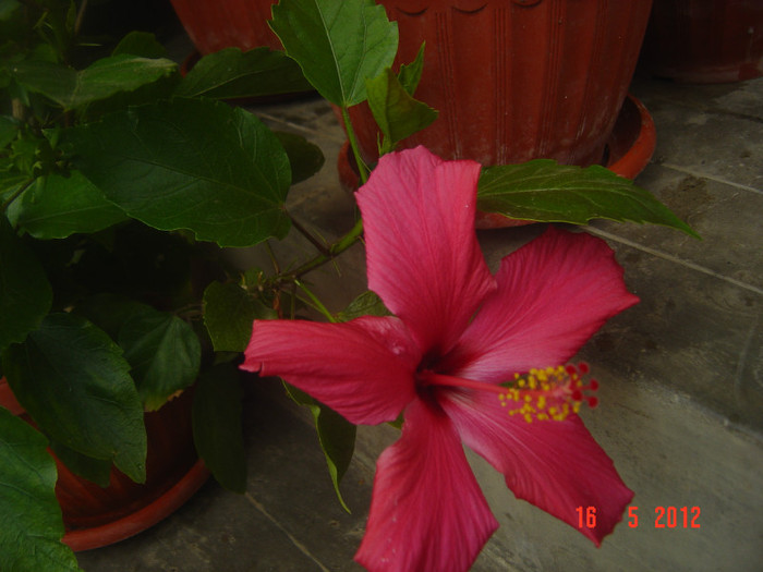 poze 573 - 09-2012-HIBISCUS