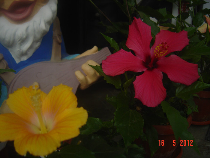 poze 574 - 09-2012-HIBISCUS