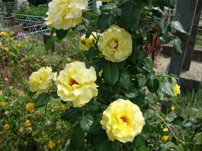 DSC05067