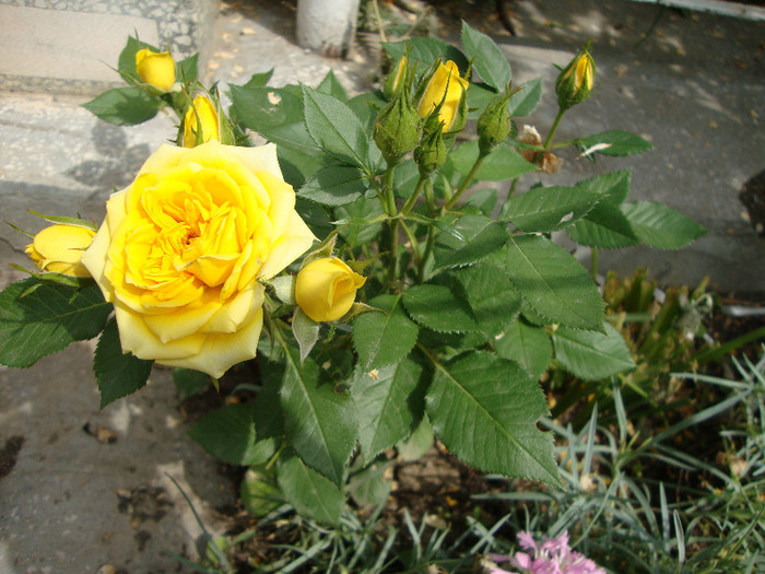 minirosa