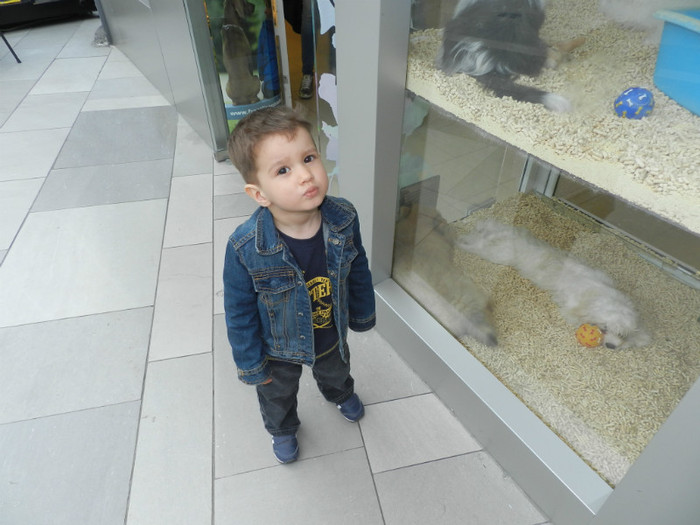 VREAU SI EU UN CATELUS!