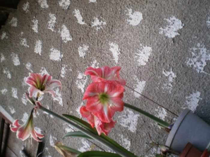 011 - flori de ghiveci 2012