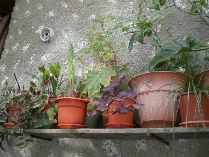 pictura 014 - flori de ghiveci 2012