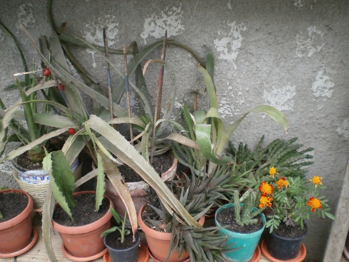 pictura 016; aloe vera si altele
